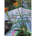 Photo 6 One Inch Series 8 ft x 7 ft. Backyard Butterfly Learning Center