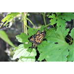 One Inch Series 8 ft. x 7 ft. Pro Butterfly Learning Center